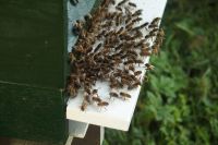 Imkersvereniging Eensgezindheid - Eerbeek en omstreken - Hoe leven bijen 1