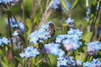 Imkersvereniging Eensgezindheid - Eerbeek en omstreken - Hoe leven bijen 2